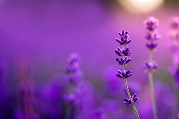 Campo di lavanda contro il sole al tramonto