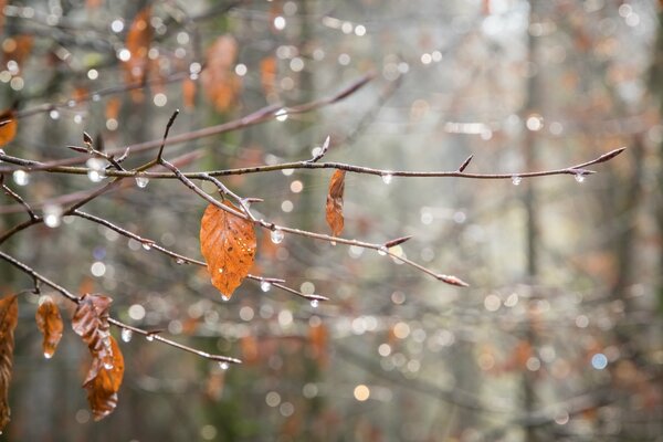 L automne pluvieux a enveloppé les branches