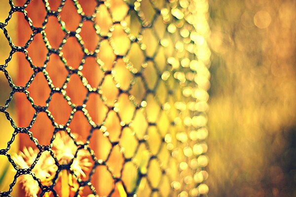 Flowers behind a metal mesh