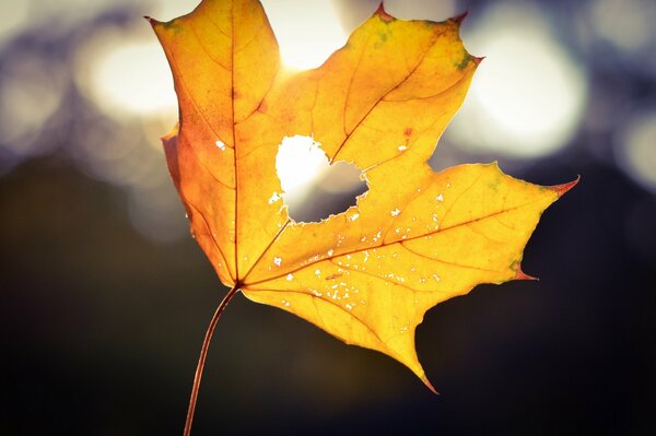 Cuore d autunno in foglia di Cuneo