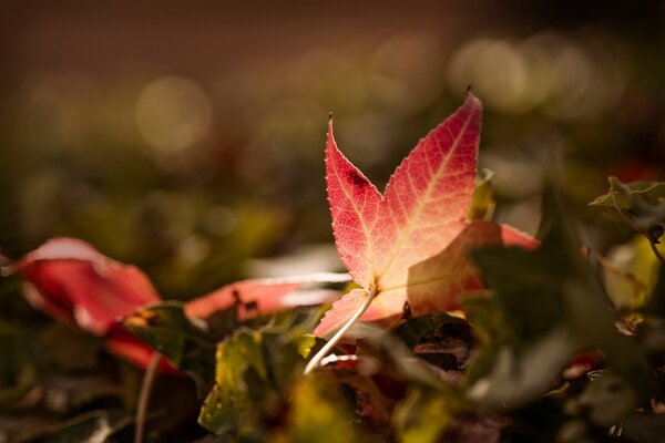 Jesienne czerwone liście bokeh