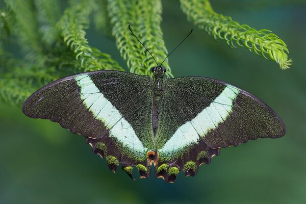 Papillon sur la plante. Papillon macro