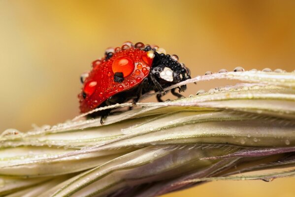 Coccinella in gocce di rugiada su spighetta