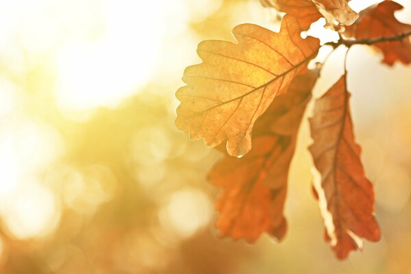 Oak leaves in the autumn sun