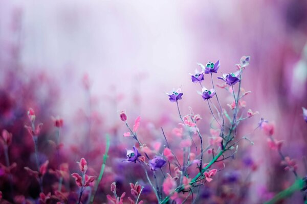 Ein lila Feld ist von Blumen umgeben