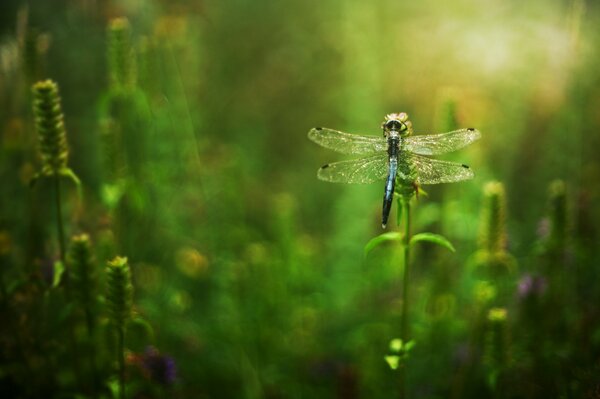 Dragonfly on the green grass