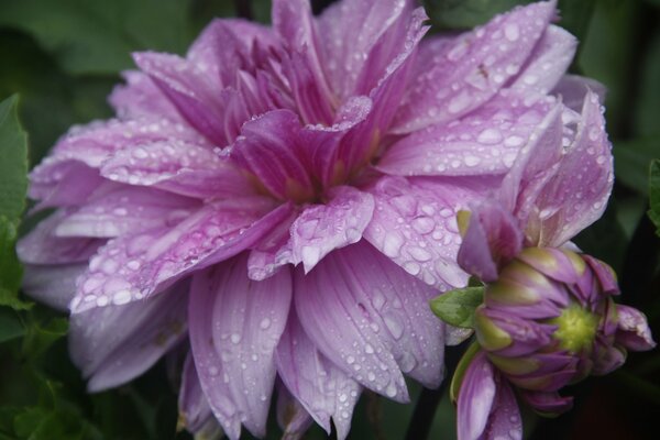 Lila Blüten mit Regentropfen auf Blütenblättern