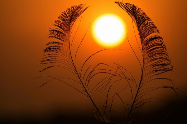 Plumes sur fond de coucher de soleil orange