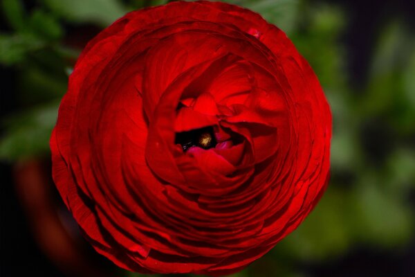 Rose Red flower petals