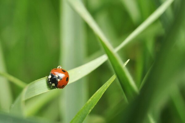 A red ladybug on a green background