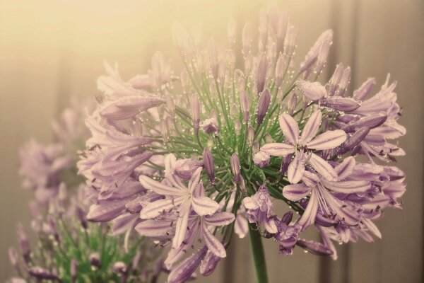 Delicadas flores sobre un fondo borroso