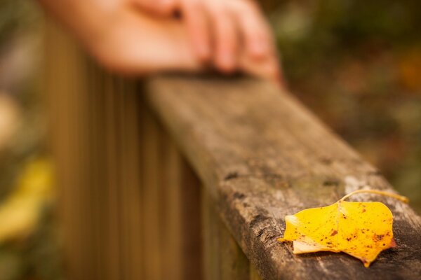 La feuille jaune se trouve sur la balustrade