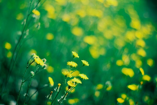 Sunny meadow with yellow flowers