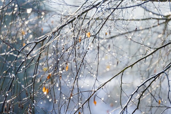 Water drops on a tree branch