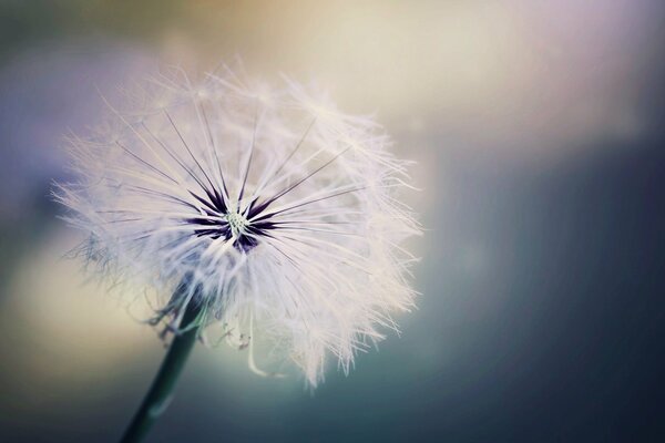 A lonely dandelion is waiting for the wind