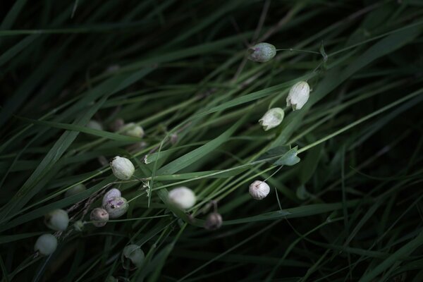 Lily of the valley flowers are beautiful with leaves