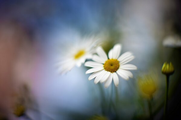 Fleur de camomille sur fond flou