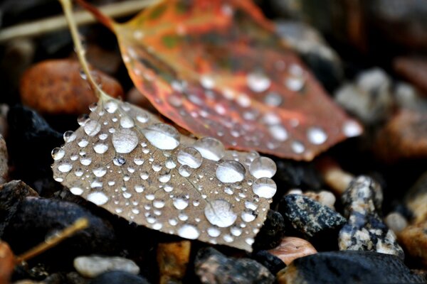 Tau auf Steinen und Herbstblättern