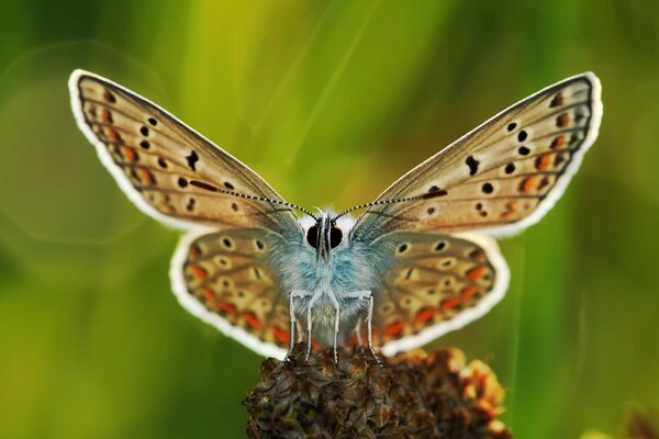 Macro d un papillon sur fond vert