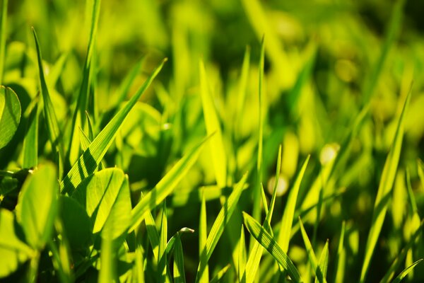 Photo de feuilles d herbe verte