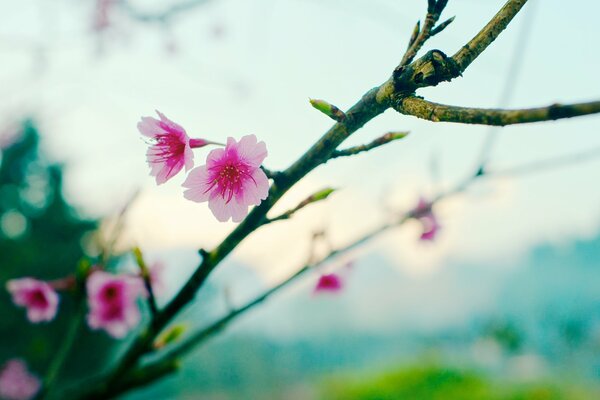 Sakura floreciente en una rama joven