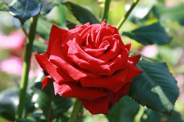 Im Garten wachsen schöne Rosen