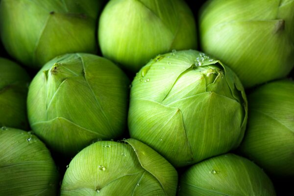 Nicht geöffnete Knospen mit Rossinka