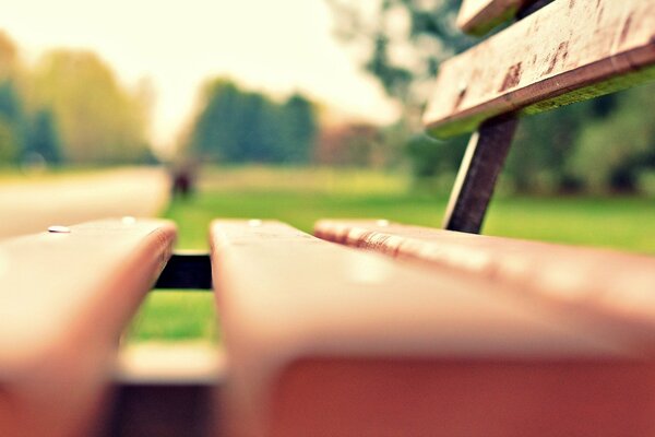 Sur un banc de Prairie verte dans le parc après-midi d été