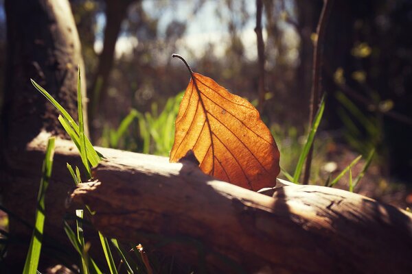 Autumn leaf on the construction branch