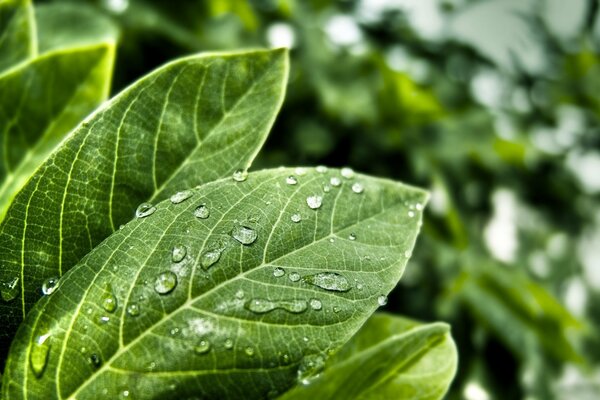 Green leaves in dew