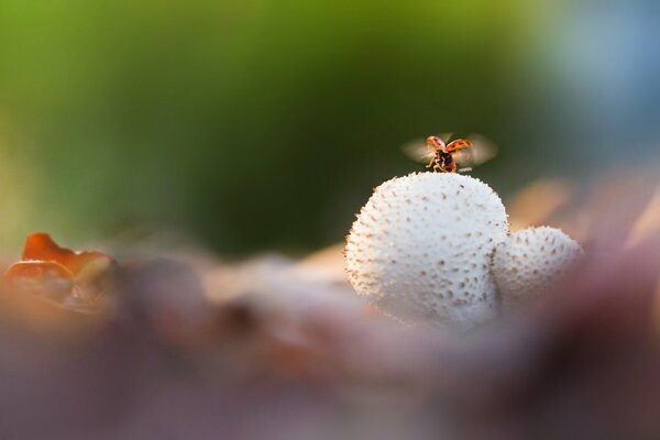 Ladybug flying over a mushroom