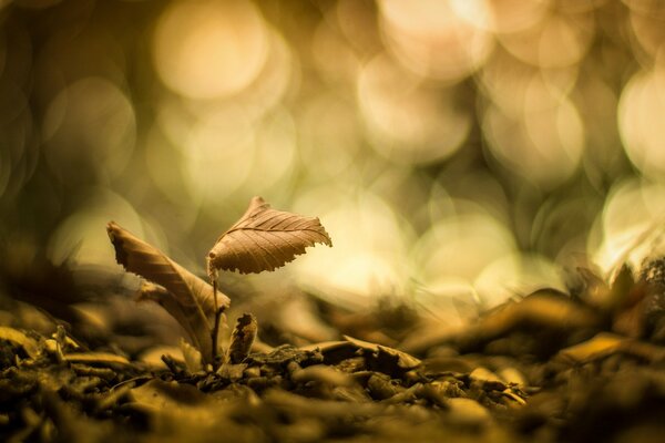 Fallen leaves on the ground blurred background autumn