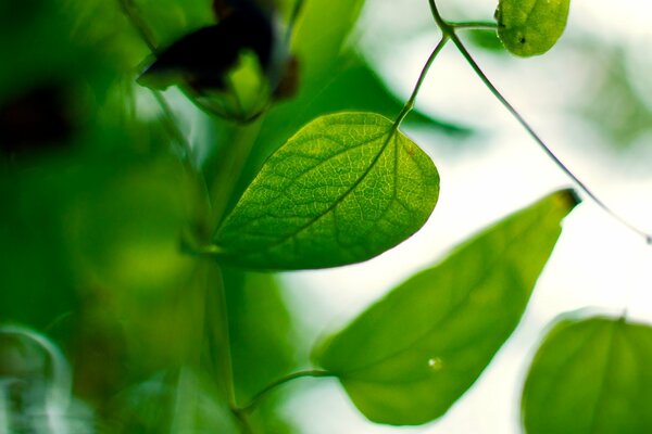 Green leaves on a blurry background