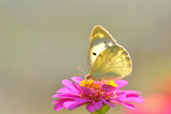 Słoneczny motyl na różowym kwiatku