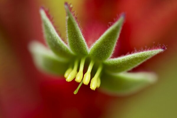 Pétalos verdes. Foto macro