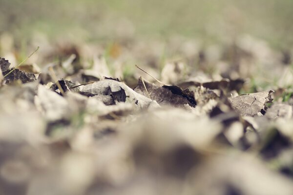 Leaves fallen dry bokeh