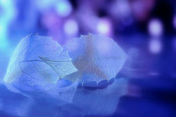 Belles feuilles sur fond violet