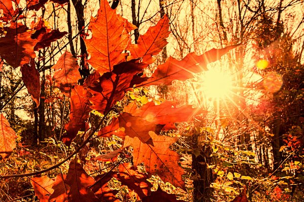 Die Sonnenstrahlen leuchten durch das goldene Laub