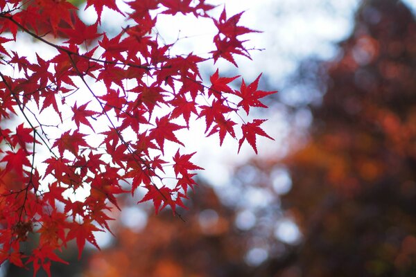 Maple tree with red leaves