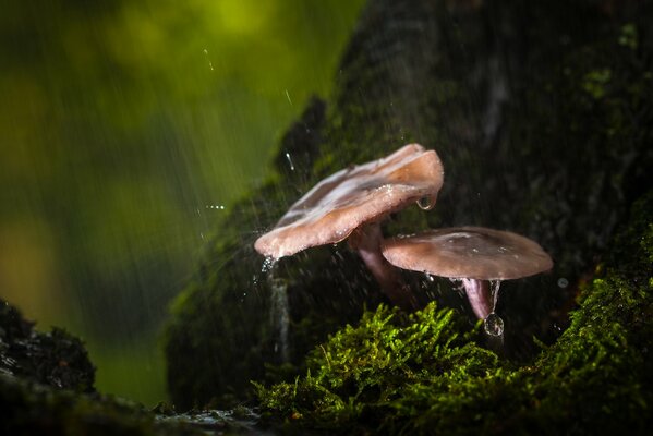 Pilze sind nach dem Regen im Wald gewachsen