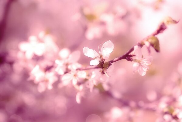 Ramo di un albero in fiore primavera