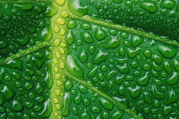 Macro gotas de agua en pétalos