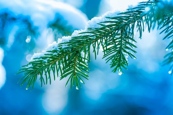 Melting snow on a fir branch, water droplets run down the needles