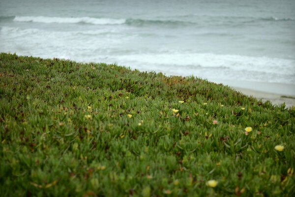 Green grass wave shore