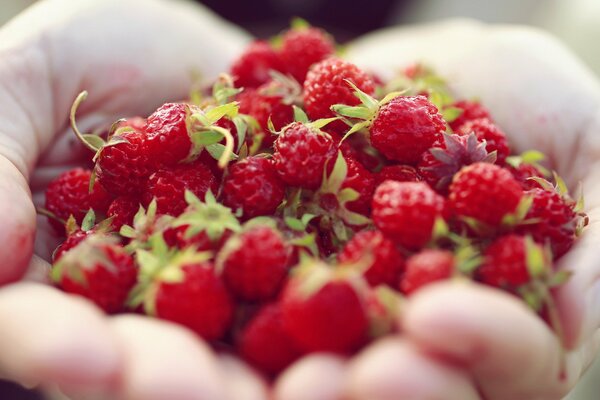 Berries from the forest in your hands