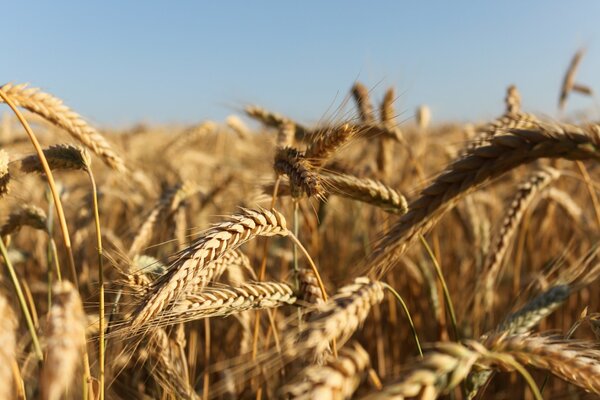 Spighe d oro con grani sul campo