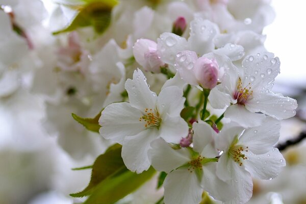 Ramo di ciliegio cosparso di fiori