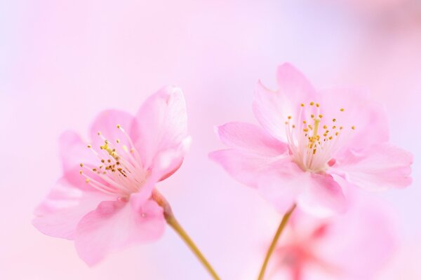 Delicati fiori rosa