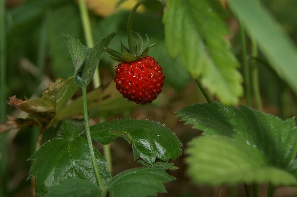 Rote Erdbeeren in Blättern