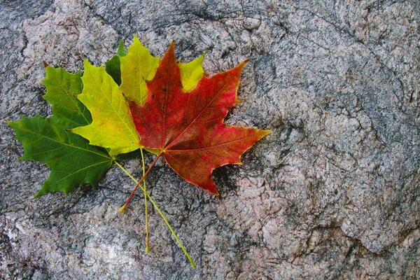 Three colorful leaves are lying on the stones